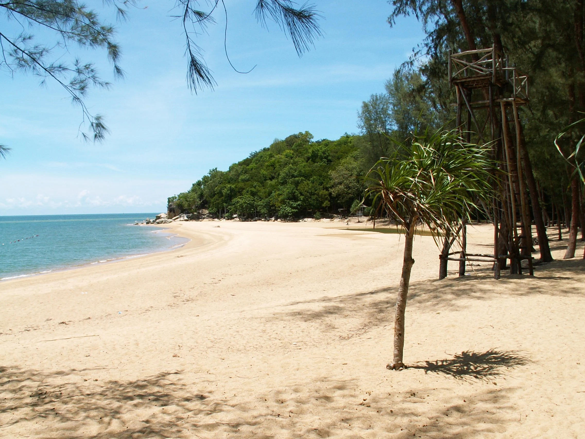 Casuarina trees lining the clear water of Ao Manao beach, Narathiwat