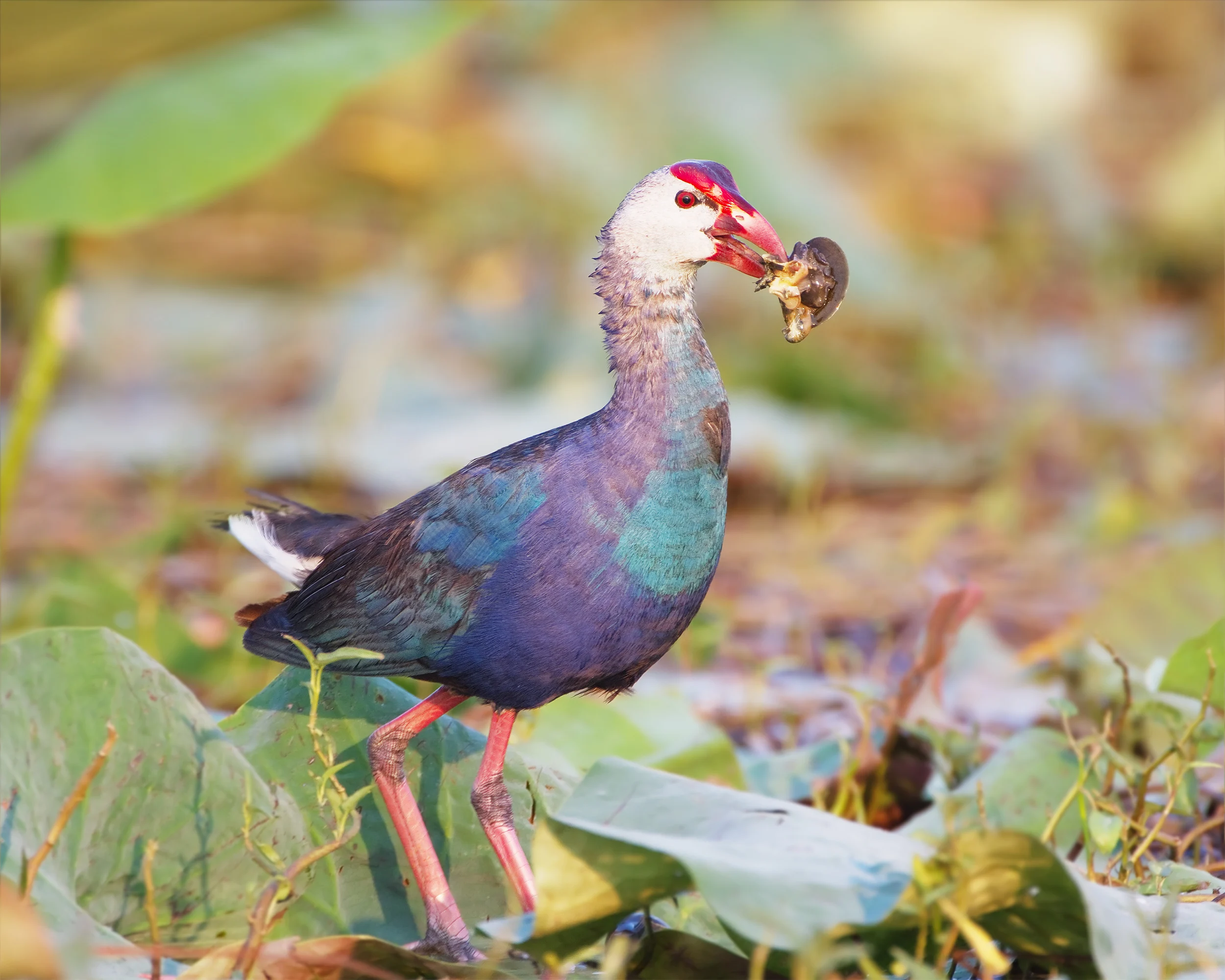 Grey-headed swamphen among the lotus at Bueng Boraphet, Nakhon Sawan