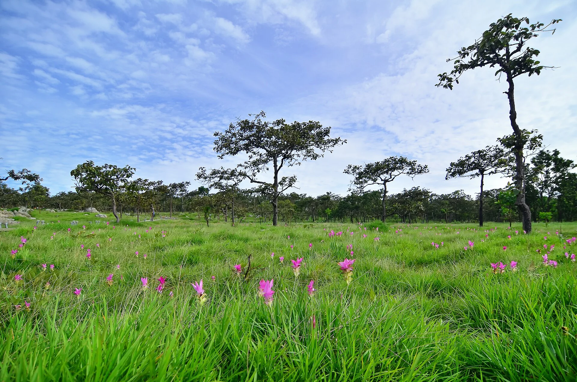 Chaiyaphum: Siam Tulips and Thailand’s Stonehenge