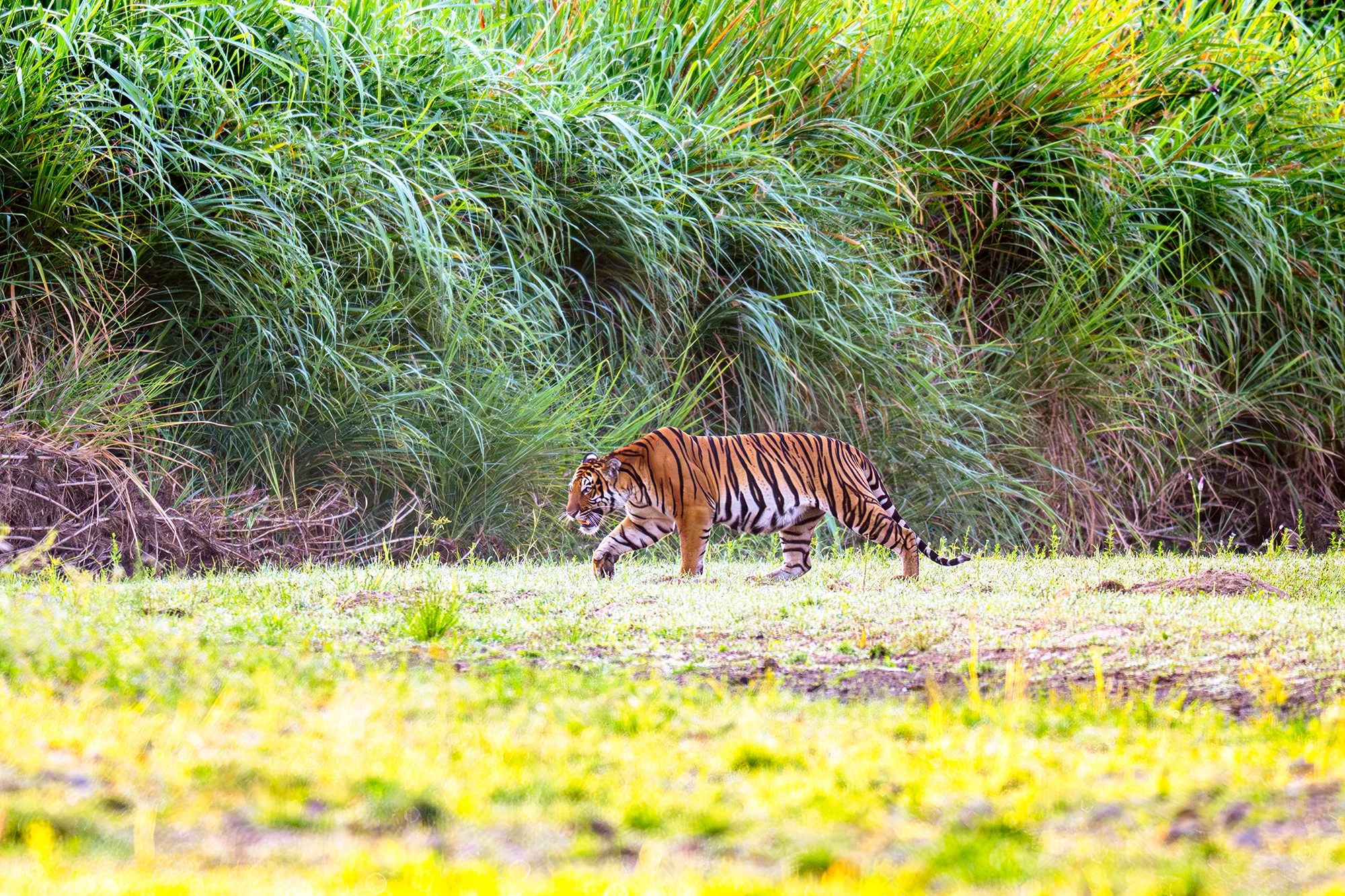 Wild Indochinese tiger walking through grassland in Huai Kha Khaeng Wildlife Sanctuary
