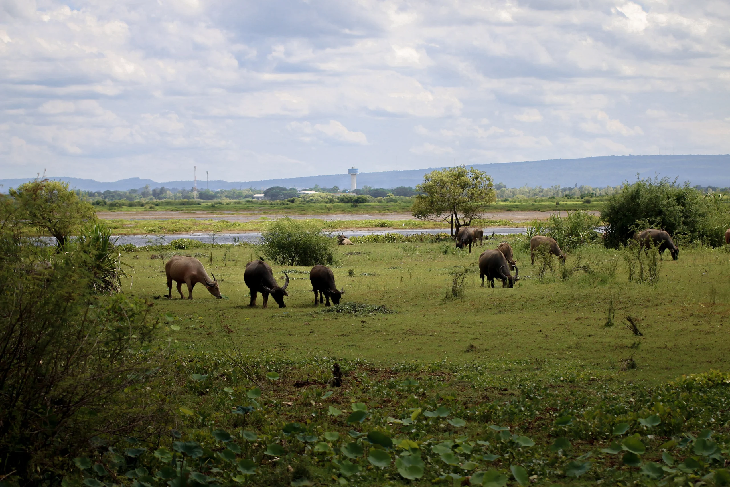Buffalo grazing wetlands near Nong Han, Sakon Nakhon