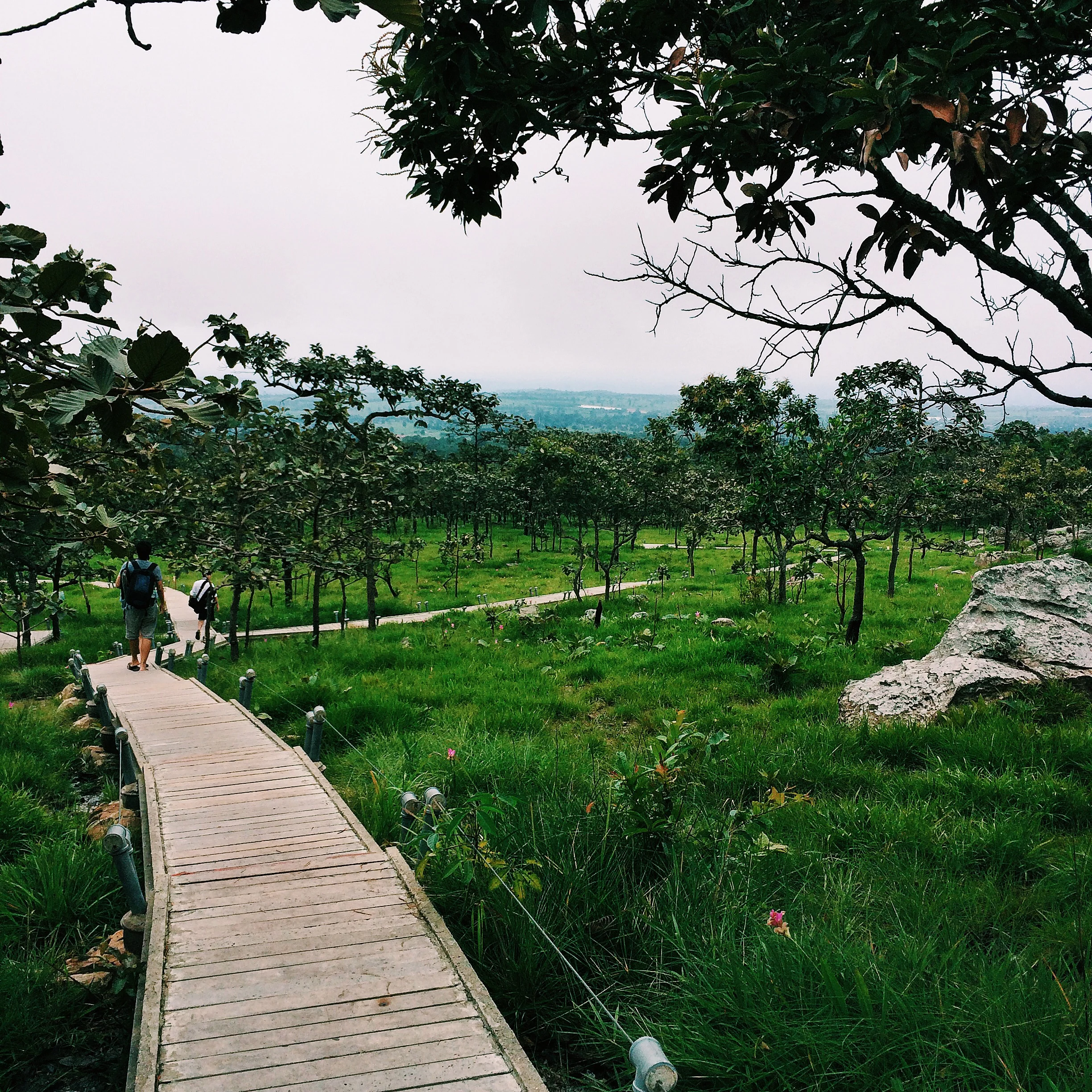 Boardwalk through the tulip meadows of Pa Hin Ngam National Park