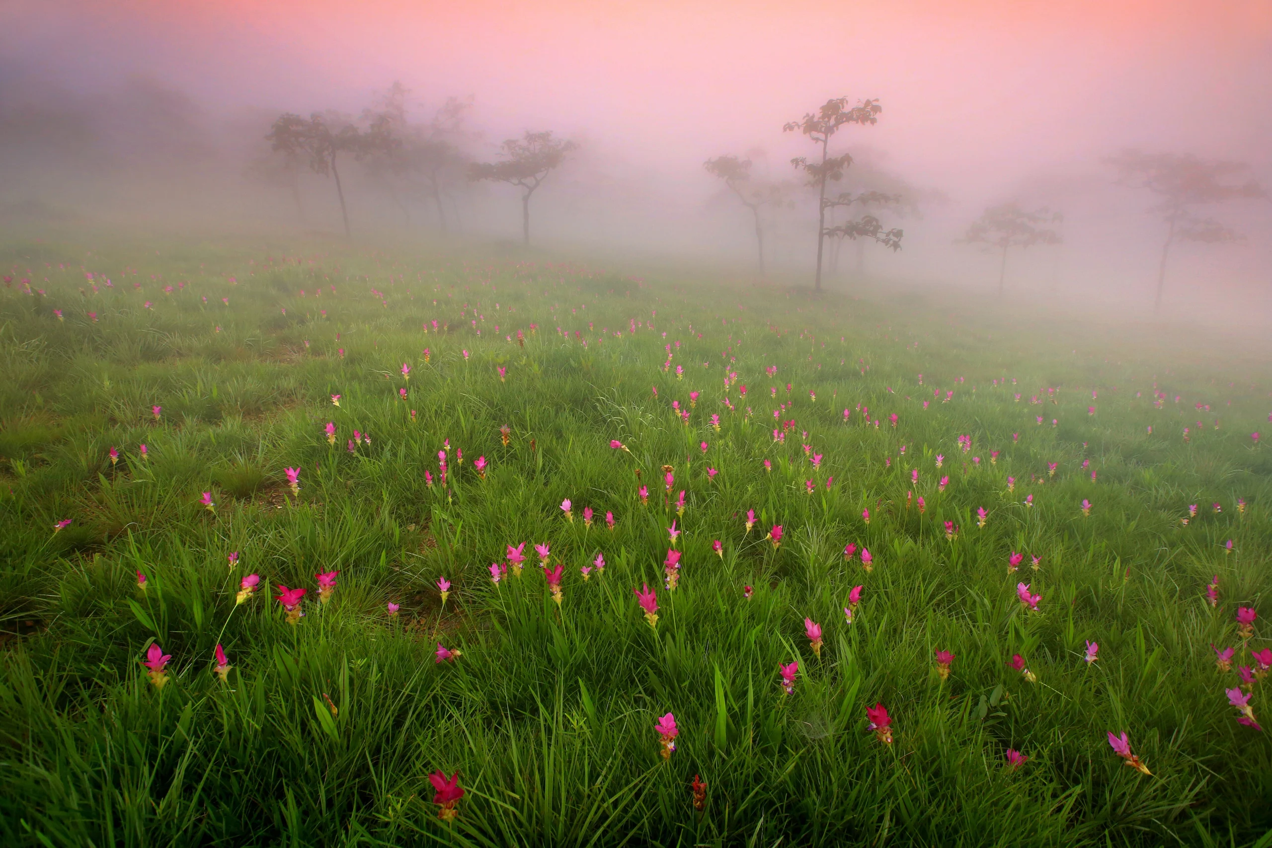 Siam tulips blooming in morning mist at Sai Thong National Park, Chaiyaphum