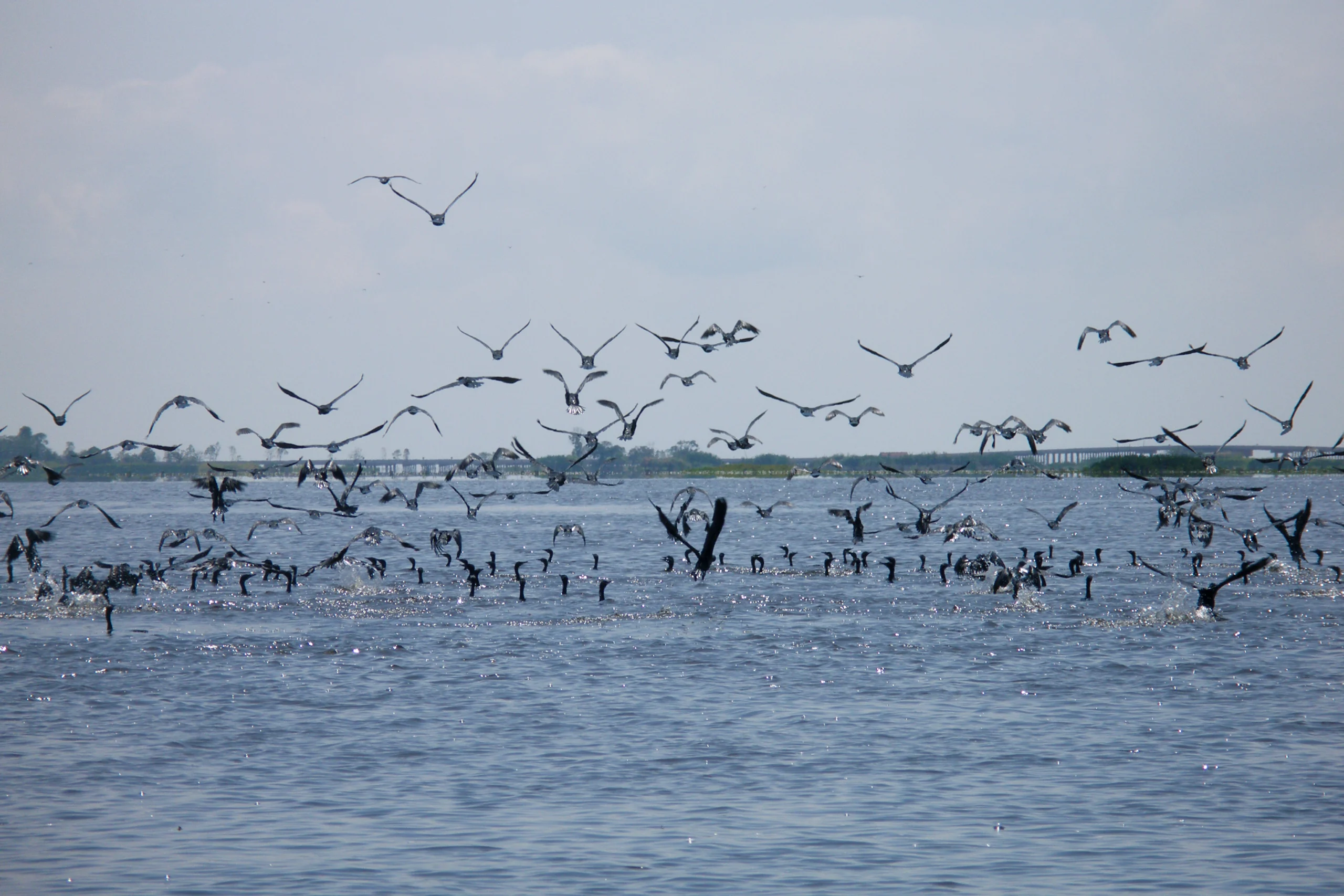 Flocks of waterfowl over Thale Noi lake, Phatthalung