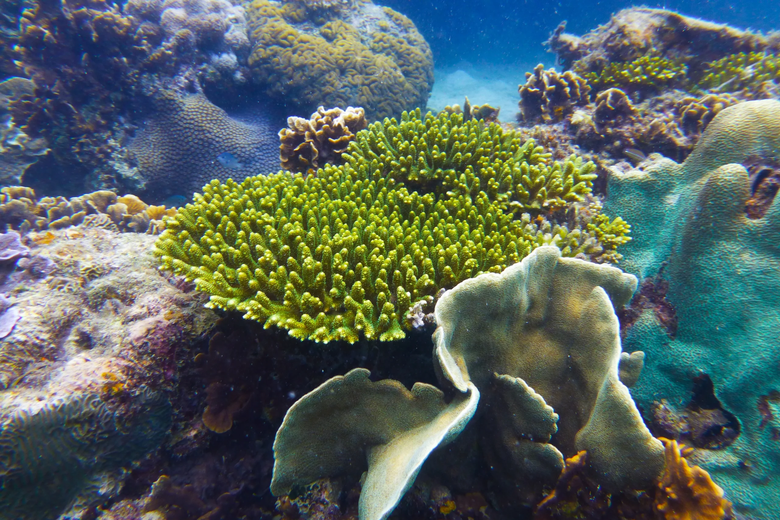 Hard corals on a Ko Tao dive site in the Gulf of Thailand