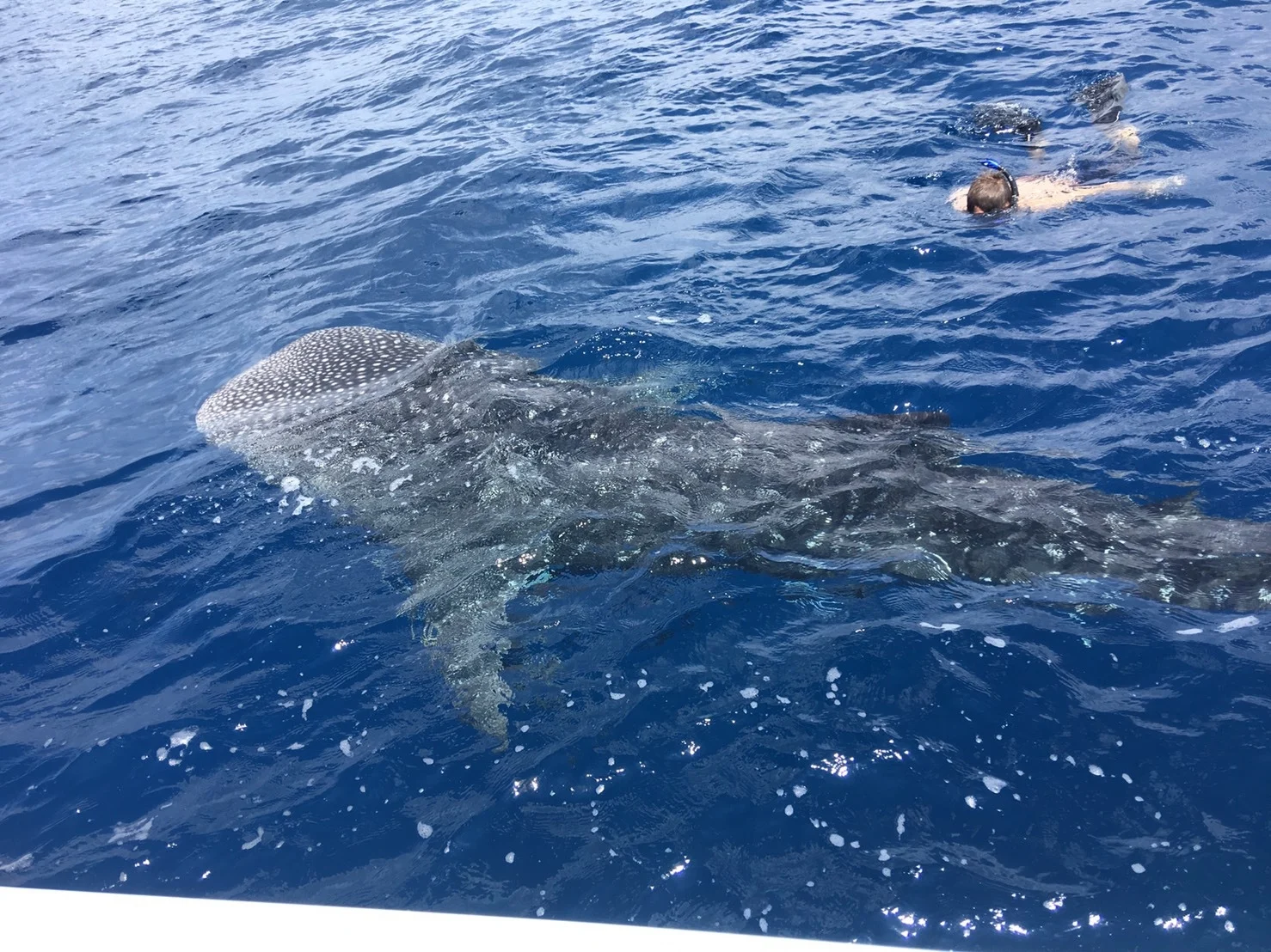 Whale shark in the Gulf of Thailand — Koh Tao's lottery ticket