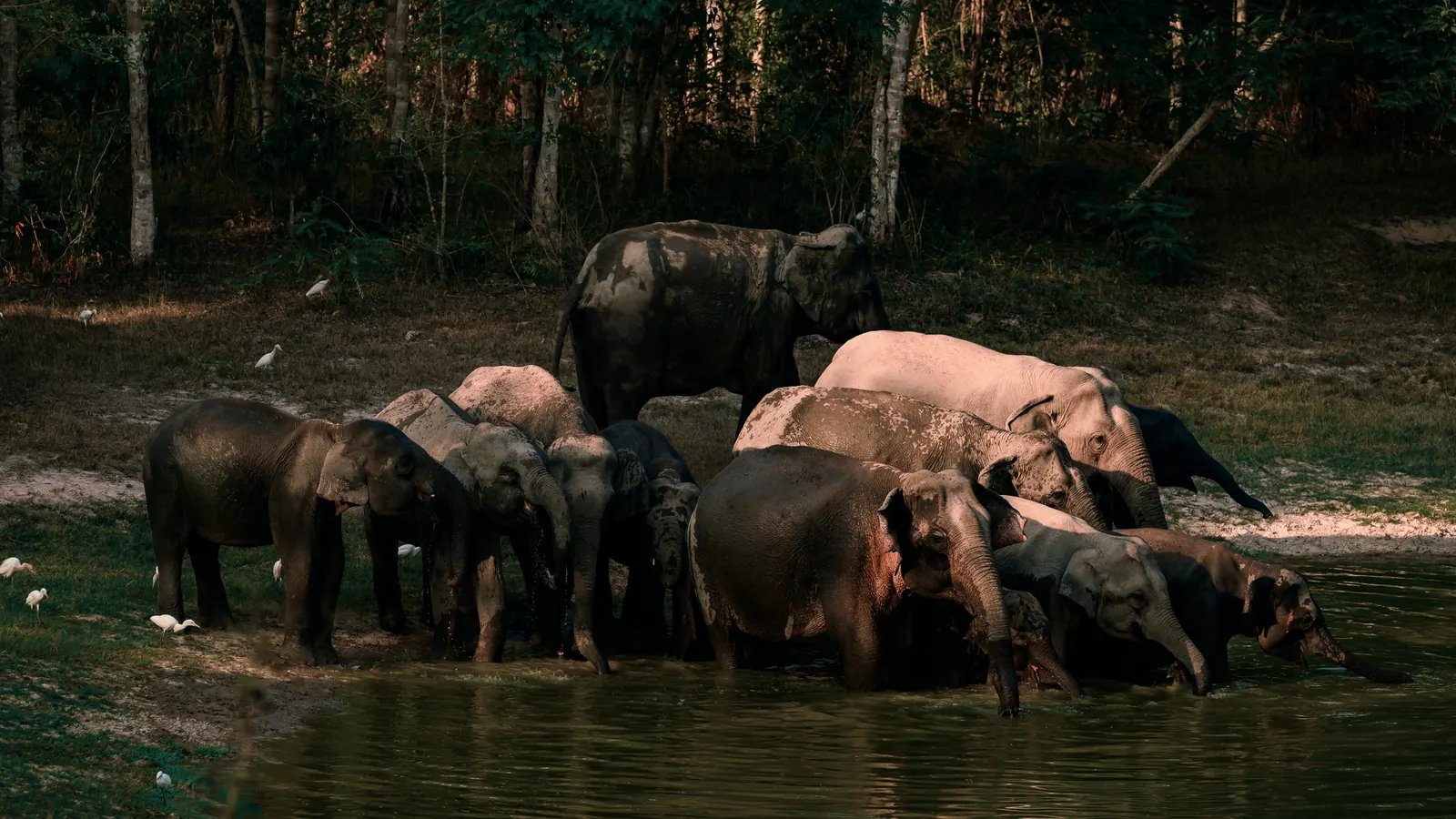 A herd of wild Asian elephants drinking at a waterhole at dusk in Kui Buri National Park, Prachuap Khiri Khan