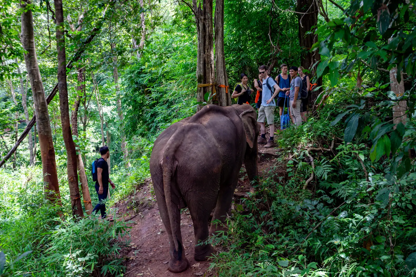Visitors walking alongside an elephant on a forest trail at a Chiang Mai sanctuary