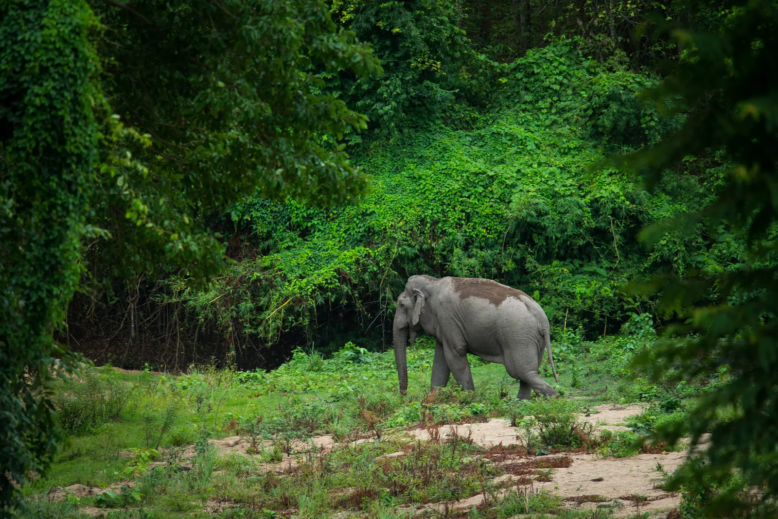 A wild Asian elephant in forest at Huai Kha Khaeng Wildlife Sanctuary