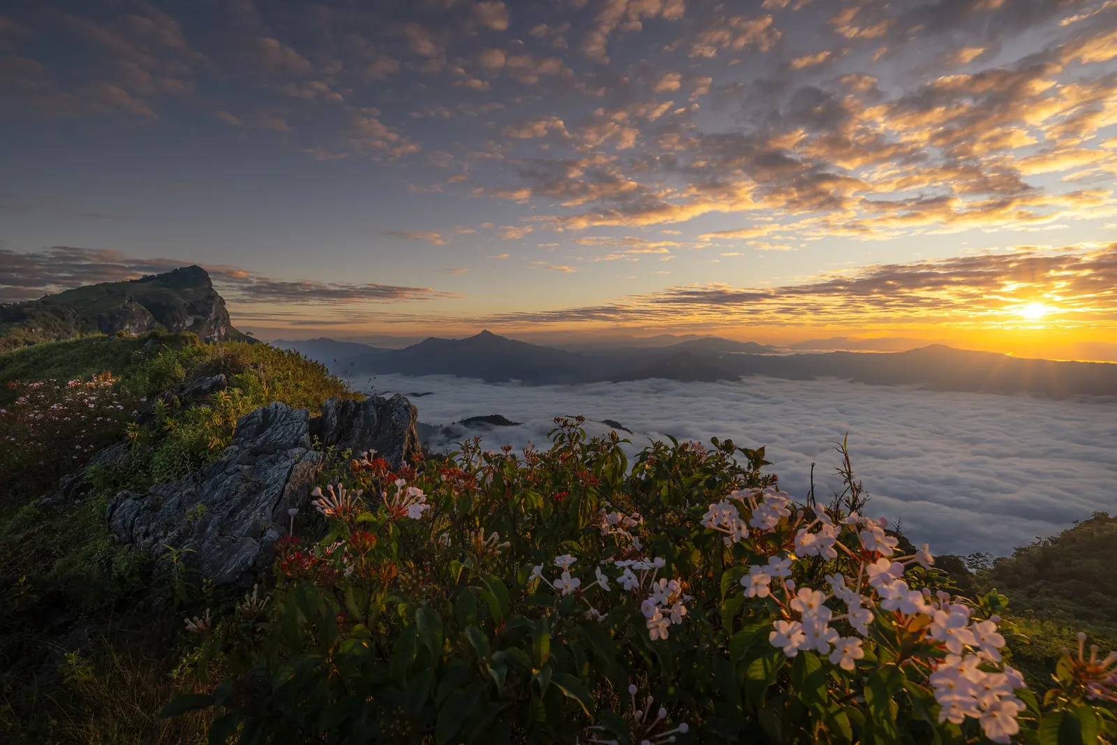Sunrise over a sea of mist at Phu Chi Fa National Park, Chiang Rai, with wildflowers in the foreground